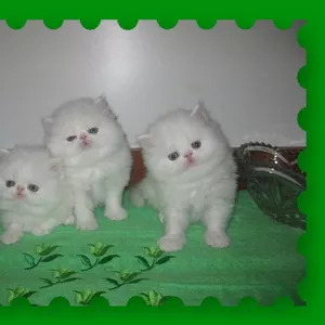 Персидские котята +373 68585035